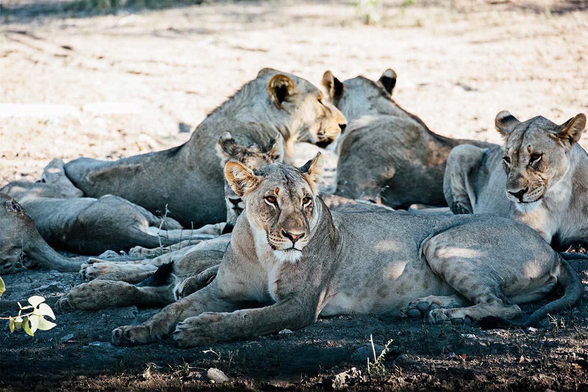 Löwenrudel in Namibia am Rande der Ethosha-Pfanne