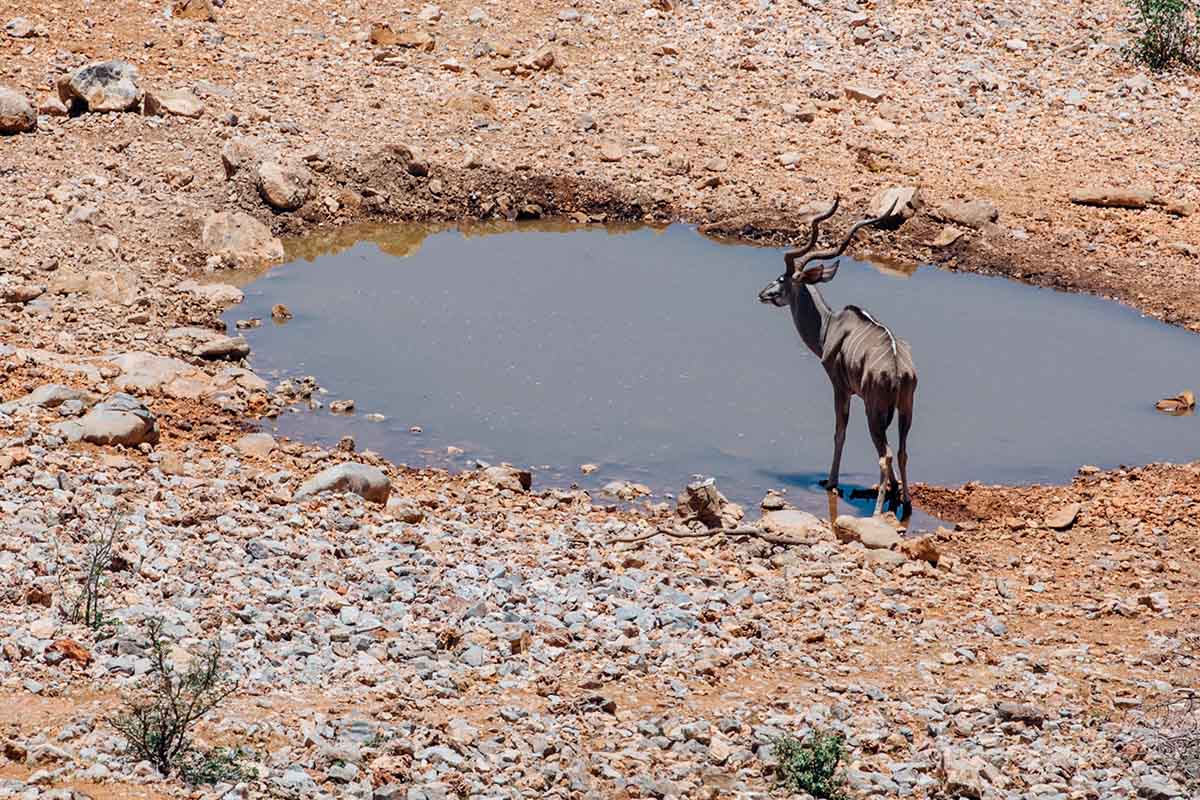 Wasserloch, Kudu