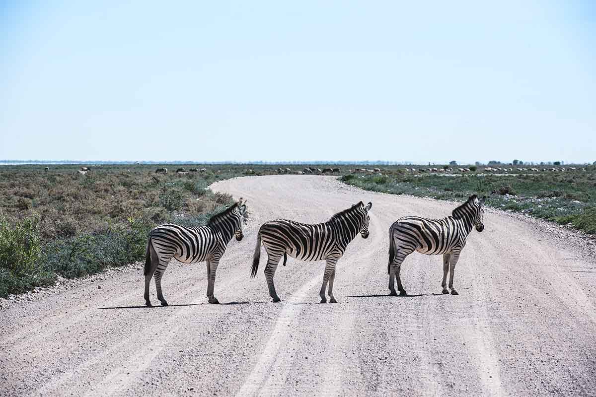 Zebras in der Ethosha-Pfanne